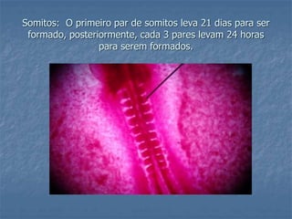 Somitos: O primeiro par de somitos leva 21 dias para ser 
formado, posteriormente, cada 3 pares levam 24 horas 
para serem formados. 
 