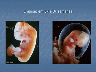 Embrião em 5ª e 8ª semanas 
 