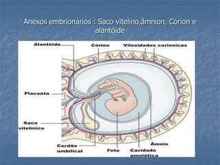 Anexos embrionários : Saco vitelino,âmnion, Córion e 
alantóide 
 