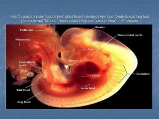 Heart( coração) Liver(fígado) Eye( olho) Brain( cérrebro) Arm bud (broto braço) Leg bud 
( broto perna) Tail bud ( broto cauda) Yolk sac (saco vitelino) 4ª semana 
