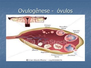 Ovulogênese - óvulos 
 