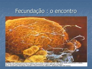 Fecundação : o encontro 
 