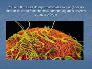 200 a 500 milhões de espermatozóides são lançados no 
interior do corpo feminino mas, somente algumas dezenas 
atingem o óvulo 
 