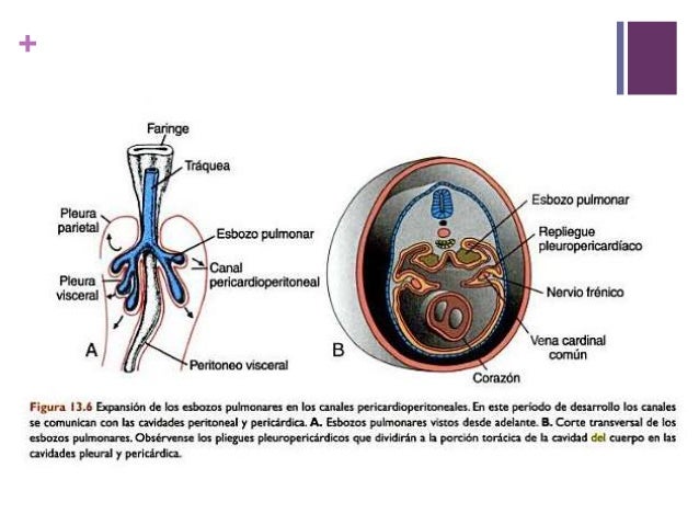 Embriologia del aparato respiratorio