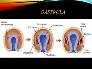 GÁSTRULA
1515
 