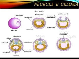 NÊURULA E CELOMA1616
 