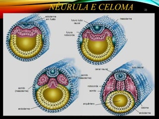 NÊURULA E CELOMA 2525
 