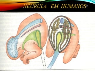 NÊURULA EM HUMANOS2727
 