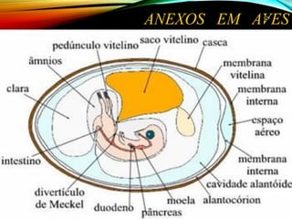 ANEXOS EM AVES2929
 