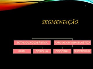 SEGMENTAÇÃO
IGUAL DESIGUAL
TOTAL OU HOLOBÁSTICA
DISCOIDAL SUPERFICIAL
PARCIAL OU MEROBLÁSTICA
33
 
