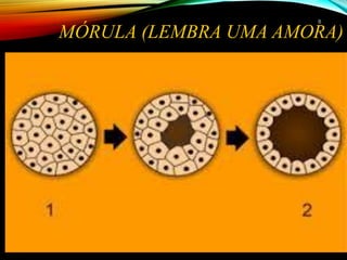 MÓRULA (LEMBRA UMA AMORA)
88
 