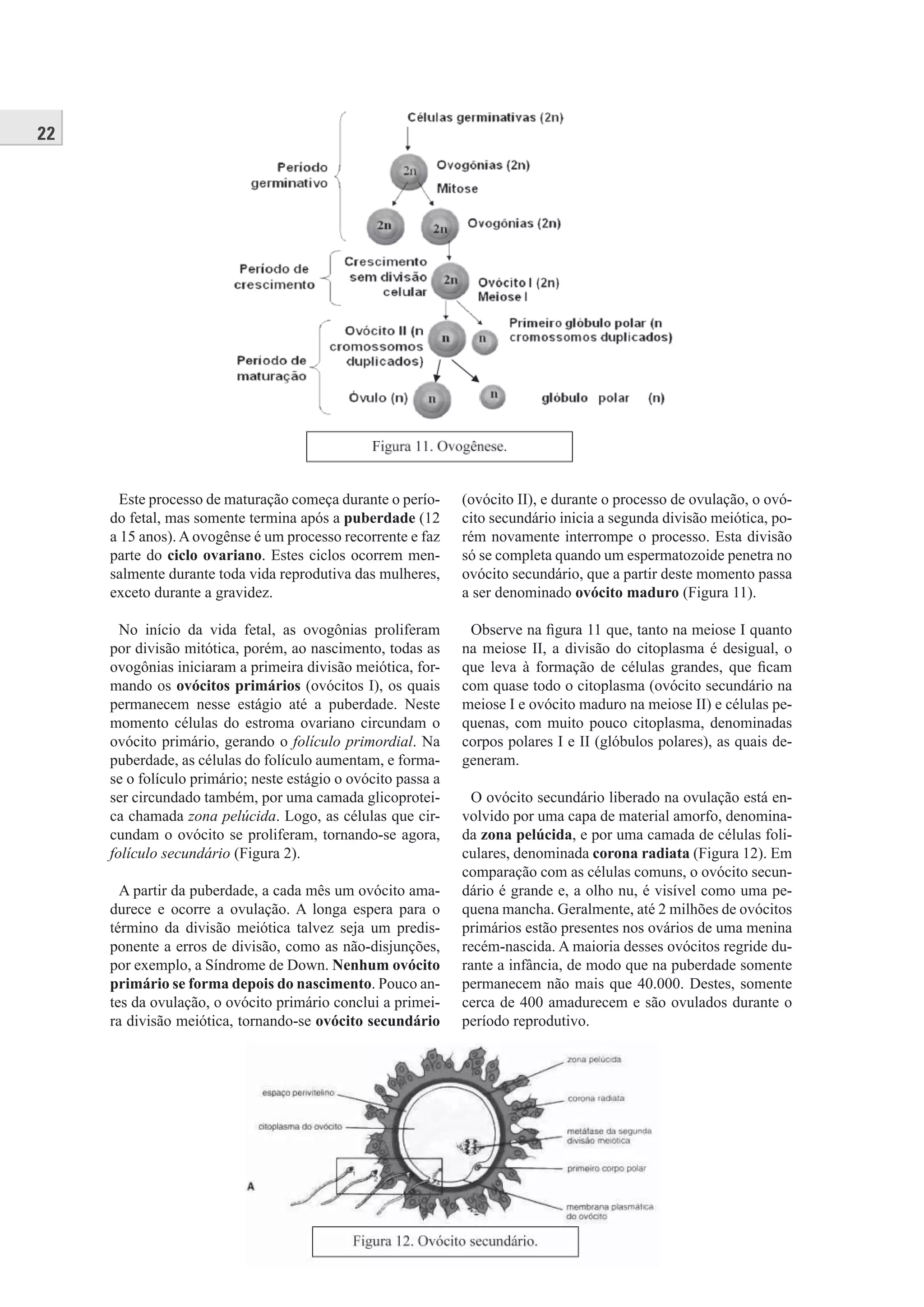 22
Este processo de maturação começa durante o perío-
do fetal, mas somente termina após a puberdade (12
a 15 anos). A ovogênse é um processo recorrente e faz
parte do ciclo ovariano. Estes ciclos ocorrem men-
salmente durante toda vida reprodutiva das mulheres,
exceto durante a gravidez.
No início da vida fetal, as ovogônias proliferam
por divisão mitótica, porém, ao nascimento, todas as
ovogônias iniciaram a primeira divisão meiótica, for-
mando os ovócitos primários (ovócitos I), os quais
permanecem nesse estágio até a puberdade. Neste
momento células do estroma ovariano circundam o
ovócito primário, gerando o folículo primordial. Na
puberdade, as células do folículo aumentam, e forma-
se o folículo primário; neste estágio o ovócito passa a
ser circundado também, por uma camada glicoprotei-
ca chamada zona pelúcida. Logo, as células que cir-
cundam o ovócito se proliferam, tornando-se agora,
folículo secundário (Figura 2).
A partir da puberdade, a cada mês um ovócito ama-
durece e ocorre a ovulação. A longa espera para o
término da divisão meiótica talvez seja um predis-
ponente a erros de divisão, como as não-disjunções,
por exemplo, a Síndrome de Down. Nenhum ovócito
primário se forma depois do nascimento. Pouco an-
tes da ovulação, o ovócito primário conclui a primei-
ra divisão meiótica, tornando-se ovócito secundário
(ovócito II), e durante o processo de ovulação, o ovó-
cito secundário inicia a segunda divisão meiótica, po-
rém novamente interrompe o processo. Esta divisão
só se completa quando um espermatozoide penetra no
ovócito secundário, que a partir deste momento passa
a ser denominado ovócito maduro (Figura 11).
Observe na ﬁgura 11 que, tanto na meiose I quanto
na meiose II, a divisão do citoplasma é desigual, o
que leva à formação de células grandes, que ﬁcam
com quase todo o citoplasma (ovócito secundário na
meiose I e ovócito maduro na meiose II) e células pe-
quenas, com muito pouco citoplasma, denominadas
corpos polares I e II (glóbulos polares), as quais de-
generam.
O ovócito secundário liberado na ovulação está en-
volvido por uma capa de material amorfo, denomina-
da zona pelúcida, e por uma camada de células foli-
culares, denominada corona radiata (Figura 12). Em
comparação com as células comuns, o ovócito secun-
dário é grande e, a olho nu, é visível como uma pe-
quena mancha. Geralmente, até 2 milhões de ovócitos
primários estão presentes nos ovários de uma menina
recém-nascida. A maioria desses ovócitos regride du-
rante a infância, de modo que na puberdade somente
permanecem não mais que 40.000. Destes, somente
cerca de 400 amadurecem e são ovulados durante o
período reprodutivo.
 