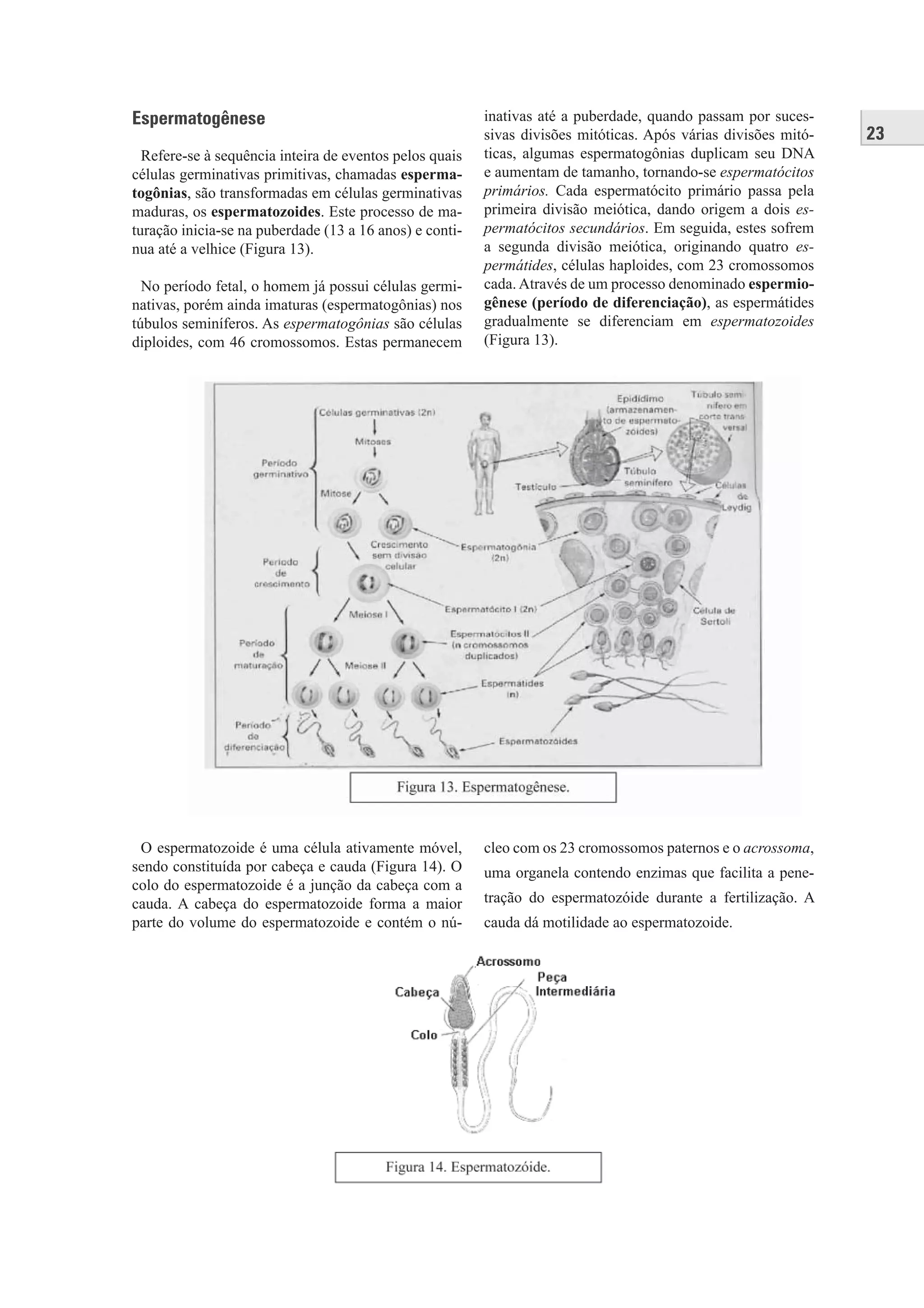 23
Espermatogênese
Refere-se à sequência inteira de eventos pelos quais
células germinativas primitivas, chamadas esperma-
togônias, são transformadas em células germinativas
maduras, os espermatozoides. Este processo de ma-
turação inicia-se na puberdade (13 a 16 anos) e conti-
nua até a velhice (Figura 13).
No período fetal, o homem já possui células germi-
nativas, porém ainda imaturas (espermatogônias) nos
túbulos seminíferos. As espermatogônias são células
diploides, com 46 cromossomos. Estas permanecem
inativas até a puberdade, quando passam por suces-
sivas divisões mitóticas. Após várias divisões mitó-
ticas, algumas espermatogônias duplicam seu DNA
e aumentam de tamanho, tornando-se espermatócitos
primários. Cada espermatócito primário passa pela
primeira divisão meiótica, dando origem a dois es-
permatócitos secundários. Em seguida, estes sofrem
a segunda divisão meiótica, originando quatro es-
permátides, células haploides, com 23 cromossomos
cada. Através de um processo denominado espermio-
gênese (período de diferenciação), as espermátides
gradualmente se diferenciam em espermatozoides
(Figura 13).
O espermatozoide é uma célula ativamente móvel,
sendo constituída por cabeça e cauda (Figura 14). O
colo do espermatozoide é a junção da cabeça com a
cauda. A cabeça do espermatozoide forma a maior
parte do volume do espermatozoide e contém o nú-
cleo com os 23 cromossomos paternos e o acrossoma,
uma organela contendo enzimas que facilita a pene-
tração do espermatozóide durante a fertilização. A
cauda dá motilidade ao espermatozoide.
 