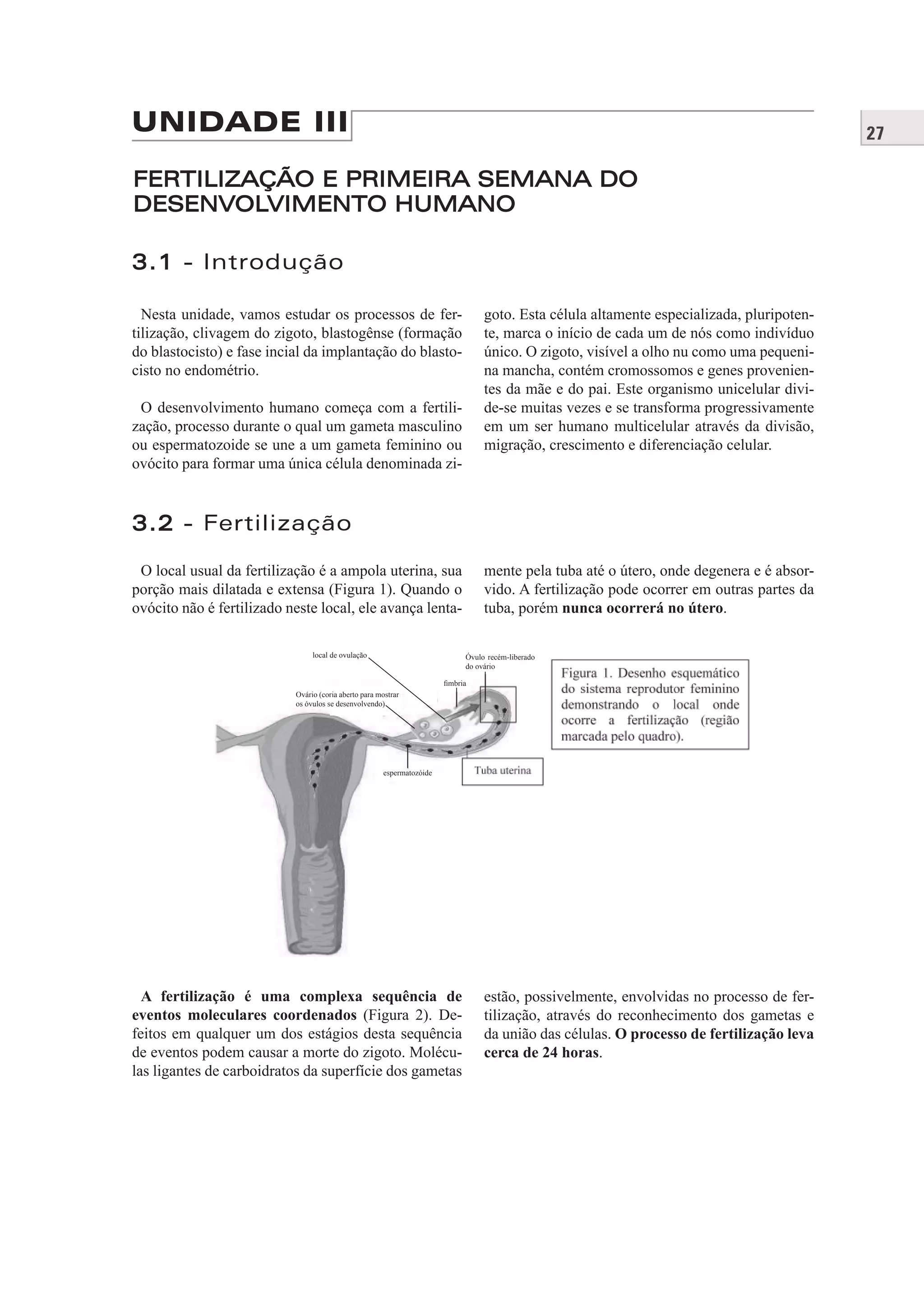 27UNIDADE III
FERTILIZAÇÃO E PRIMEIRA SEMANA DOFERTILIZAÇÃO E PRIMEIRA SEMANA DO
DESENVOLVIMENTO HUMANODESENVOLVIMENTO HUMANO
3.13.1 - Introdução
Nesta unidade, vamos estudar os processos de fer-
tilização, clivagem do zigoto, blastogênse (formação
do blastocisto) e fase incial da implantação do blasto-
cisto no endométrio.
O desenvolvimento humano começa com a fertili-
zação, processo durante o qual um gameta masculino
ou espermatozoide se une a um gameta feminino ou
ovócito para formar uma única célula denominada zi-
goto. Esta célula altamente especializada, pluripoten-
te, marca o início de cada um de nós como indivíduo
único. O zigoto, visível a olho nu como uma pequeni-
na mancha, contém cromossomos e genes provenien-
tes da mãe e do pai. Este organismo unicelular divi-
de-se muitas vezes e se transforma progressivamente
em um ser humano multicelular através da divisão,
migração, crescimento e diferenciação celular.
3.23.2 - Fertilização
O local usual da fertilização é a ampola uterina, sua
porção mais dilatada e extensa (Figura 1). Quando o
ovócito não é fertilizado neste local, ele avança lenta-
mente pela tuba até o útero, onde degenera e é absor-
vido. A fertilização pode ocorrer em outras partes da
tuba, porém nunca ocorrerá no útero.
A fertilização é uma complexa sequência de
eventos moleculares coordenados (Figura 2). De-
feitos em qualquer um dos estágios desta sequência
de eventos podem causar a morte do zigoto. Molécu-
las ligantes de carboidratos da superfície dos gametas
estão, possivelmente, envolvidas no processo de fer-
tilização, através do reconhecimento dos gametas e
da união das células. O processo de fertilização leva
cerca de 24 horas.
Ovário (coria aberto para mostrar
os óvulos se desenvolvendo)
local de ovulação Óvulo recém-liberado
do ovário
ﬁmbria
espermatozóide
 
