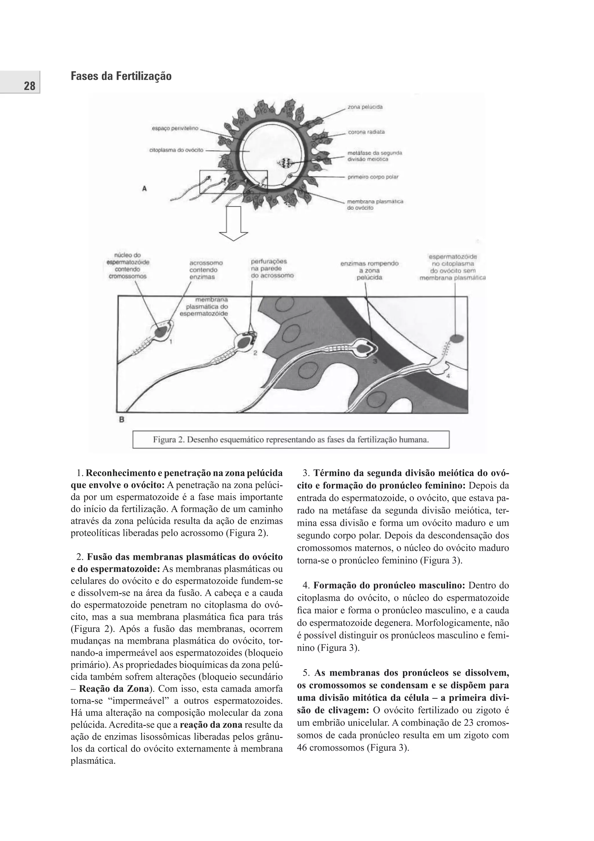 28
1. Reconhecimento e penetração na zona pelúcida
que envolve o ovócito: A penetração na zona pelúci-
da por um espermatozoide é a fase mais importante
do início da fertilização. A formação de um caminho
através da zona pelúcida resulta da ação de enzimas
proteolíticas liberadas pelo acrossomo (Figura 2).
2. Fusão das membranas plasmáticas do ovócito
e do espermatozoide: As membranas plasmáticas ou
celulares do ovócito e do espermatozoide fundem-se
e dissolvem-se na área da fusão. A cabeça e a cauda
do espermatozoide penetram no citoplasma do ovó-
cito, mas a sua membrana plasmática ﬁca para trás
(Figura 2). Após a fusão das membranas, ocorrem
mudanças na membrana plasmática do ovócito, tor-
nando-a impermeável aos espermatozoides (bloqueio
primário). As propriedades bioquímicas da zona pelú-
cida também sofrem alterações (bloqueio secundário
– Reação da Zona). Com isso, esta camada amorfa
torna-se “impermeável” a outros espermatozoides.
Há uma alteração na composição molecular da zona
pelúcida. Acredita-se que a reação da zona resulte da
ação de enzimas lisossômicas liberadas pelos grânu-
los da cortical do ovócito externamente à membrana
plasmática.
3. Término da segunda divisão meiótica do ovó-
cito e formação do pronúcleo feminino: Depois da
entrada do espermatozoide, o ovócito, que estava pa-
rado na metáfase da segunda divisão meiótica, ter-
mina essa divisão e forma um ovócito maduro e um
segundo corpo polar. Depois da descondensação dos
cromossomos maternos, o núcleo do ovócito maduro
torna-se o pronúcleo feminino (Figura 3).
4. Formação do pronúcleo masculino: Dentro do
citoplasma do ovócito, o núcleo do espermatozoide
ﬁca maior e forma o pronúcleo masculino, e a cauda
do espermatozoide degenera. Morfologicamente, não
é possível distinguir os pronúcleos masculino e femi-
nino (Figura 3).
5. As membranas dos pronúcleos se dissolvem,
os cromossomos se condensam e se dispõem para
uma divisão mitótica da célula – a primeira divi-
são de clivagem: O ovócito fertilizado ou zigoto é
um embrião unicelular. A combinação de 23 cromos-
somos de cada pronúcleo resulta em um zigoto com
46 cromossomos (Figura 3).
Fases da Fertilização
 