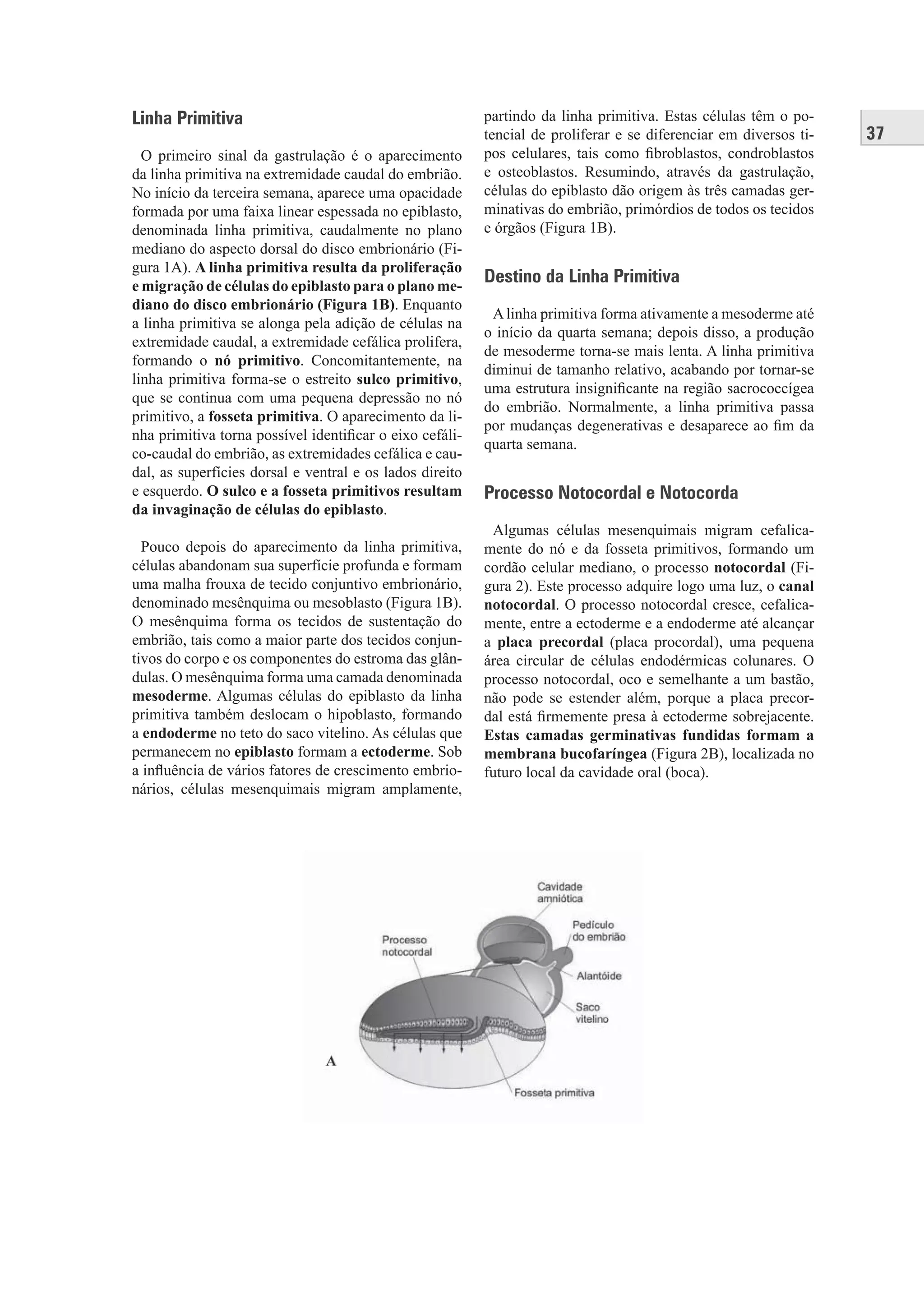 37
Linha Primitiva
O primeiro sinal da gastrulação é o aparecimento
da linha primitiva na extremidade caudal do embrião.
No início da terceira semana, aparece uma opacidade
formada por uma faixa linear espessada no epiblasto,
denominada linha primitiva, caudalmente no plano
mediano do aspecto dorsal do disco embrionário (Fi-
gura 1A). A linha primitiva resulta da proliferação
e migração de células do epiblasto para o plano me-
diano do disco embrionário (Figura 1B). Enquanto
a linha primitiva se alonga pela adição de células na
extremidade caudal, a extremidade cefálica prolifera,
formando o nó primitivo. Concomitantemente, na
linha primitiva forma-se o estreito sulco primitivo,
que se continua com uma pequena depressão no nó
primitivo, a fosseta primitiva. O aparecimento da li-
nha primitiva torna possível identiﬁcar o eixo cefáli-
co-caudal do embrião, as extremidades cefálica e cau-
dal, as superfícies dorsal e ventral e os lados direito
e esquerdo. O sulco e a fosseta primitivos resultam
da invaginação de células do epiblasto.
Pouco depois do aparecimento da linha primitiva,
células abandonam sua superfície profunda e formam
uma malha frouxa de tecido conjuntivo embrionário,
denominado mesênquima ou mesoblasto (Figura 1B).
O mesênquima forma os tecidos de sustentação do
embrião, tais como a maior parte dos tecidos conjun-
tivos do corpo e os componentes do estroma das glân-
dulas. O mesênquima forma uma camada denominada
mesoderme. Algumas células do epiblasto da linha
primitiva também deslocam o hipoblasto, formando
a endoderme no teto do saco vitelino. As células que
permanecem no epiblasto formam a ectoderme. Sob
a inﬂuência de vários fatores de crescimento embrio-
nários, células mesenquimais migram amplamente,
partindo da linha primitiva. Estas células têm o po-
tencial de proliferar e se diferenciar em diversos ti-
pos celulares, tais como ﬁbroblastos, condroblastos
e osteoblastos. Resumindo, através da gastrulação,
células do epiblasto dão origem às três camadas ger-
minativas do embrião, primórdios de todos os tecidos
e órgãos (Figura 1B).
Destino da Linha Primitiva
Alinha primitiva forma ativamente a mesoderme até
o início da quarta semana; depois disso, a produção
de mesoderme torna-se mais lenta. A linha primitiva
diminui de tamanho relativo, acabando por tornar-se
uma estrutura insigniﬁcante na região sacrococcígea
do embrião. Normalmente, a linha primitiva passa
por mudanças degenerativas e desaparece ao ﬁm da
quarta semana.
Processo Notocordal e Notocorda
Algumas células mesenquimais migram cefalica-
mente do nó e da fosseta primitivos, formando um
cordão celular mediano, o processo notocordal (Fi-
gura 2). Este processo adquire logo uma luz, o canal
notocordal. O processo notocordal cresce, cefalica-
mente, entre a ectoderme e a endoderme até alcançar
a placa precordal (placa procordal), uma pequena
área circular de células endodérmicas colunares. O
processo notocordal, oco e semelhante a um bastão,
não pode se estender além, porque a placa precor-
dal está ﬁrmemente presa à ectoderme sobrejacente.
Estas camadas germinativas fundidas formam a
membrana bucofaríngea (Figura 2B), localizada no
futuro local da cavidade oral (boca).
 