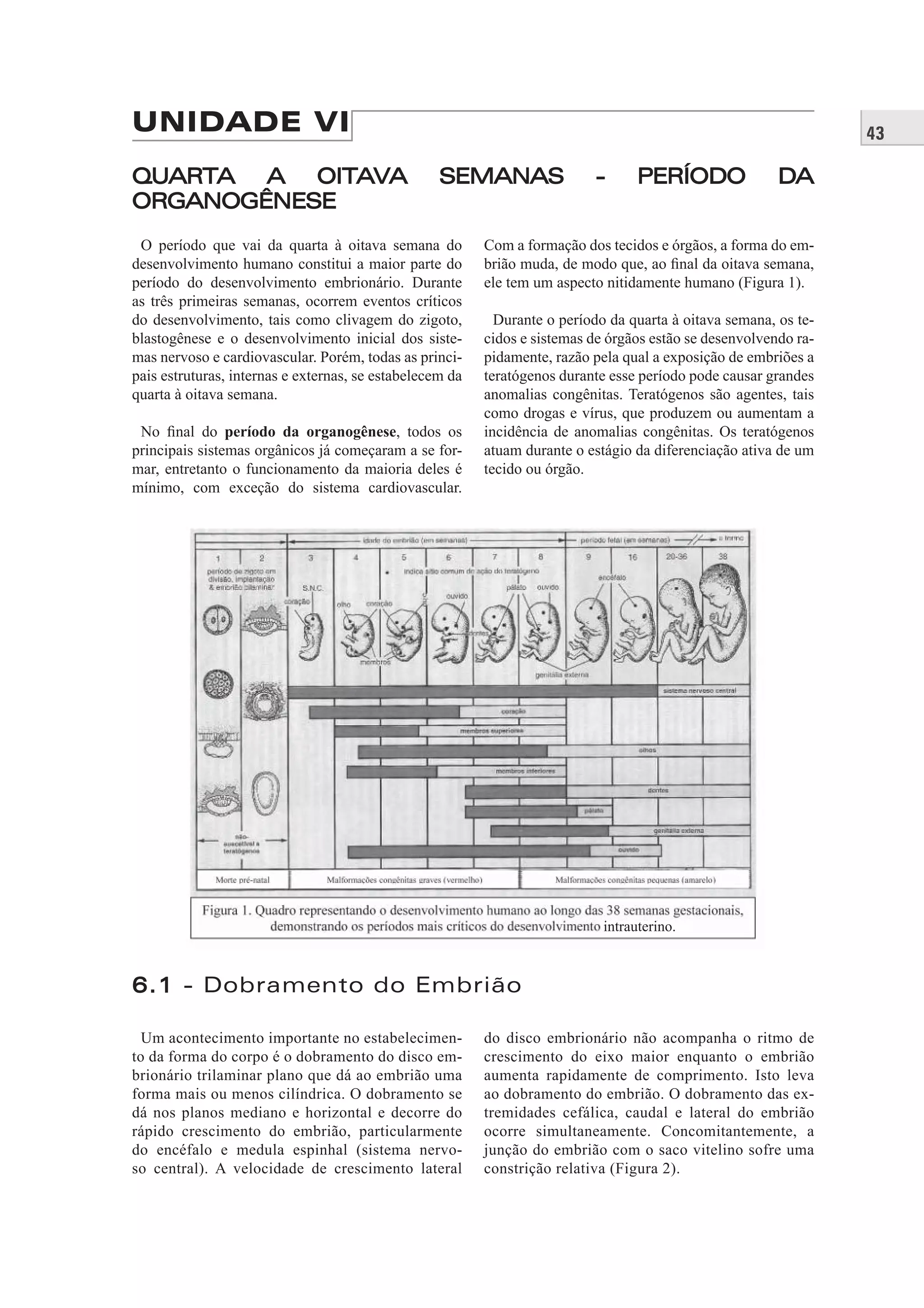 43UNIDADE VI
QUARTA A OITAVA SEMANAS - PERÍODO DAQUARTA A OITAVA SEMANAS - PERÍODO DA
ORGANOGÊNESEORGANOGÊNESE
O período que vai da quarta à oitava semana do
desenvolvimento humano constitui a maior parte do
período do desenvolvimento embrionário. Durante
as três primeiras semanas, ocorrem eventos críticos
do desenvolvimento, tais como clivagem do zigoto,
blastogênese e o desenvolvimento inicial dos siste-
mas nervoso e cardiovascular. Porém, todas as princi-
pais estruturas, internas e externas, se estabelecem da
quarta à oitava semana.
No ﬁnal do período da organogênese, todos os
principais sistemas orgânicos já começaram a se for-
mar, entretanto o funcionamento da maioria deles é
mínimo, com exceção do sistema cardiovascular.
Com a formação dos tecidos e órgãos, a forma do em-
brião muda, de modo que, ao ﬁnal da oitava semana,
ele tem um aspecto nitidamente humano (Figura 1).
Durante o período da quarta à oitava semana, os te-
cidos e sistemas de órgãos estão se desenvolvendo ra-
pidamente, razão pela qual a exposição de embriões a
teratógenos durante esse período pode causar grandes
anomalias congênitas. Teratógenos são agentes, tais
como drogas e vírus, que produzem ou aumentam a
incidência de anomalias congênitas. Os teratógenos
atuam durante o estágio da diferenciação ativa de um
tecido ou órgão.
6.16.1 - Dobramento do Embrião
Um acontecimento importante no estabelecimen-
to da forma do corpo é o dobramento do disco em-
brionário trilaminar plano que dá ao embrião uma
forma mais ou menos cilíndrica. O dobramento se
dá nos planos mediano e horizontal e decorre do
rápido crescimento do embrião, particularmente
do encéfalo e medula espinhal (sistema nervo-
so central). A velocidade de crescimento lateral
do disco embrionário não acompanha o ritmo de
crescimento do eixo maior enquanto o embrião
aumenta rapidamente de comprimento. Isto leva
ao dobramento do embrião. O dobramento das ex-
tremidades cefálica, caudal e lateral do embrião
ocorre simultaneamente. Concomitantemente, a
junção do embrião com o saco vitelino sofre uma
constrição relativa (Figura 2).
intrauterino.
 