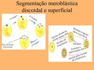 Segmentação meroblástica
discoidal e superficial
 