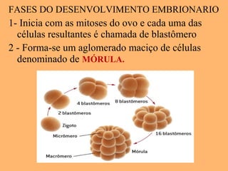 FASES DO DESENVOLVIMENTO EMBRIONARIO
1- Inicia com as mitoses do ovo e cada uma das
células resultantes é chamada de blastômero
2 - Forma-se um aglomerado maciço de células
denominado de MÓRULA.
 
