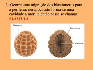 3- Ocorre uma migração dos blastômeros para
a periferia, nesta ocasião forma-se uma
cavidade a mórula então passa se chamar
BLÁSTULA.
 