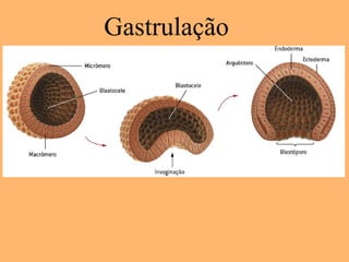 Gastrulação
 