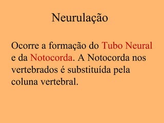 Neurulação
Ocorre a formação do Tubo Neural
e da Notocorda. A Notocorda nos
vertebrados é substituída pela
coluna vertebral.
 