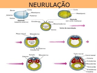 NEURULAÇÃO
 
