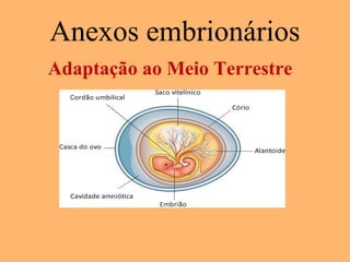 Anexos embrionários
Adaptação ao Meio Terrestre
 