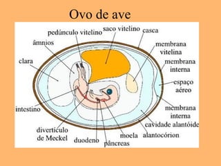 Ovo de ave
 