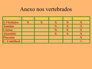 ANEXO Peixes Anfíbios Répteis Aves Mamíferos
S.Vitelínico X X X X X
Âmnion X X X
Córion X X X
Alantóide X X X
Placenta X
C. Umbilical X
Anexo nos vertebrados
 