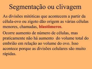 Segmentação ou clivagem
As divisões mitóticas que acontecem a partir da
célula-ovo ou zigoto dão origem as várias células
menores, chamadas, blastômeros.
Ocorre aumento de número de células, mas
praticamente não há aumento do volume total do
embrião em relação ao volume do ovo. Isso
acontece porque as divisões celulares são muito
rápidas.
 