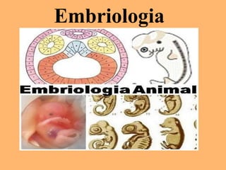 Embriologia
 