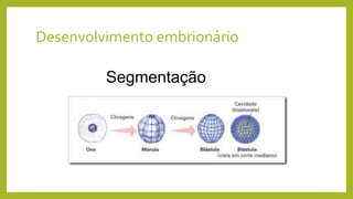 Desenvolvimento embrionário
Segmentação