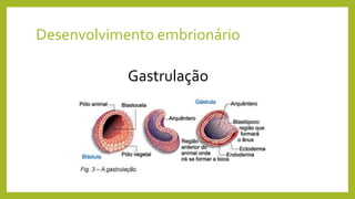 Desenvolvimento embrionário
Gastrulação
 