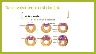 Desenvolvimento embrionário
Neurulação
 