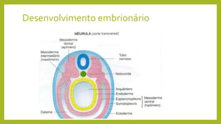 Desenvolvimento embrionário
 