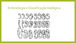 Embriologia e Classificação biológica
 
