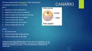 CANARIO
El huevo de las aves es telolecito (vitelo abundante).
La gestación dura de 13 a 14 días.
Día 1:
 Aparece el tracto alimenticio
 Aparición de la columna vertebral
 Inicia el desarrollo del sistema nervioso
 Inicia el desarrollo de la cabeza
 Inicia el desarrollo del ojo
 Inicia el desarrollo del corazón
 Inicia el desarrollo del oído
Día 2:
 El corazón late
 Inicia el desarrollo de las piernas
 Inicia el desarrollo de las alas
Antes de que haya transcurrido el tercer día de incubación, ya se
observa en el embrión el corazón, así como sus palpitaciones; se
dibujan la cabeza y los ojos, y las extremidades comienzan su
desarrollo.
 