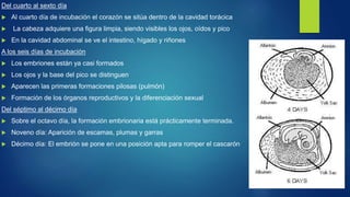 Del cuarto al sexto día
 Al cuarto día de incubación el corazón se sitúa dentro de la cavidad torácica
 La cabeza adquiere una figura limpia, siendo visibles los ojos, oídos y pico
 En la cavidad abdominal se ve el intestino, hígado y riñones
A los seis días de incubación
 Los embriones están ya casi formados
 Los ojos y la base del pico se distinguen
 Aparecen las primeras formaciones pilosas (pulmón)
 Formación de los órganos reproductivos y la diferenciación sexual
Del séptimo al décimo día
 Sobre el octavo día, la formación embrionaria está prácticamente terminada.
 Noveno día: Aparición de escamas, plumas y garras
 Décimo día: El embrión se pone en una posición apta para romper el cascarón
 