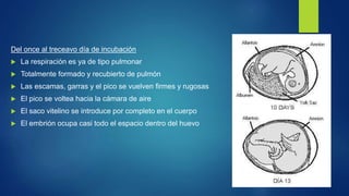 Del once al treceavo día de incubación
 La respiración es ya de tipo pulmonar
 Totalmente formado y recubierto de pulmón
 Las escamas, garras y el pico se vuelven firmes y rugosas
 El pico se voltea hacia la cámara de aire
 El saco vitelino se introduce por completo en el cuerpo
 El embrión ocupa casi todo el espacio dentro del huevo
 