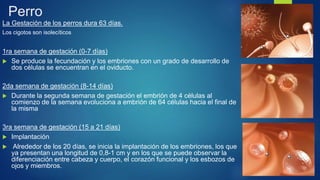 Perro
La Gestación de los perros dura 63 días.
Los cigotos son isolecíticos
1ra semana de gestación (0-7 días)
 Se produce la fecundación y los embriones con un grado de desarrollo de
dos células se encuentran en el oviducto.
2da semana de gestación (8-14 días)
 Durante la segunda semana de gestación el embrión de 4 células al
comienzo de la semana evoluciona a embrión de 64 células hacia el final de
la misma
3ra semana de gestación (15 a 21 días)
 Implantación
 Alrededor de los 20 días, se inicia la implantación de los embriones, los que
ya presentan una longitud de 0,8-1 cm y en los que se puede observar la
diferenciación entre cabeza y cuerpo, el corazón funcional y los esbozos de
ojos y miembros.
 