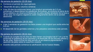 4ta semana de gestación (22-28 días)
 Comienza el período de organogénesis
 Desarrollo de ojos y columna vertebral.
 A los 28 días los embriones tienen una longitud aproximada de 2-3 cm,
comienzan a desarrollarse los pabellones auriculares, se produce el cierre de la
fisura palatina y se observa el desarrollo de pelos táctiles alrededor de la boca y
de los ojos; los órganos digestivos están íntegramente dentro de la cavidad
abdominal.
5ta semanas de gestación (29-35 días)
 A las 5 semanas de gestación los fetos poseen una longitud que oscila entre los
4-5 cm.
 El desarrollo de los genitales externos y los párpados caracteriza este período.
6ta semana de gestación (36-42 días)
 Cuando se cumplen los 42 días los fetos tienen una longitud de 6-7 cm y se ha
producido la soldadura de los párpados y el desarrollo de los folículos pilosos y
de las uñas. Sobre el final de este período ya se observa pigmentación y
aparición de pelos sobre la superficie corporal.
 Durante este período comienza la calcificación de los huesos fetales.
 