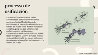 processo de
osificación
La osificación de los huesos de las
extremidades, osificación endocondral,
comienza hacia el final del periodo
embrionario. Al momento del nacimiento la
diáfisis del hueso suele mostrar osificación
completa, pero sus dos extremos, las
epífisis, aún son cartilaginosos.
La osificación endocondral avanza a ambos
lados de la placa. Cuando el hueso alcanza
su longitud completa, las placas epifisarias
desaparecen y las epífisis se fusionan con la
diáfisis del hueso.
FELIPE FERNANDES FARIAS
 