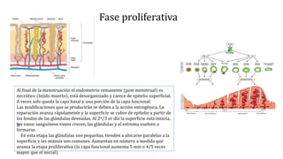Fase proliferativa
Al final de la menstruación el endometrio remanente (post menstrual) es
necrótico (tejido muerto), está desorganizado y carece de epitelio superficial.
A veces solo queda la capa basal y una porción de la capa funcional.
Las modificaciones que se producirán se deben a la acción estrogénica. La
reparación avanza rápidamente y la superficie se cubre de epitelio a partir de
los fondos de las glándulas desnudas. Al 2º/3 er día la superficie está intacta,
los vasos sanguíneos viejos crecen, las glándulas y el estroma vuelven a
formarse.
En esta etapa las glándulas son pequeñas, tienden a ubicarse paralelas a la
superficie y las mitosis son comunes. Aumentan en número a medida que
avanza la etapa proliferativa (la capa funcional aumenta 5 mm o 4/5 veces
mayor que el inicial).
 
