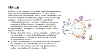Mitosis
Es el proceso por medio del cual se divide una célula, para dar origen
a dos células hijas genéticamente idénticas a la célula madre.
Antes de iniciarse, un cromosoma duplica su ADN. Durante esta fase
los cromosomas son extremadamente largos, se difunden a lo largo
del núcleo y no pueden reconocerse al microscopio óptico.
• Profase: Los cromosomas empiezan a enrollarse, contraerse y
condensarse. Cada cromosoma consta de dos subunidades
paralelas llamadas cromátidas (sólo podemos identificarlas
en la prometa fase), que se juntan en una región estrecha común
llamada centrómero.
• Metafase: Los cromosomas se alinean en el plano ecuatorial y su
estructura doble se vuelve visible. Todos están anclados por
microtúbulos que se extienden del centrómero al centriolo
formando el huso mitótico
• Anafase: Centrómero de cada cromosoma se divide, acompañada
por la migración de cromátidas a los polos opuestos del uso.
• Telofase: Cromosomas se desenrollan y alargan la envoltura
nuclear y se restablece. El citoplasma se divide.
 