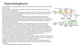 Espermatogénesis
La maduración de los espermatozoides comienza en la pubertad y sigue sin interrupciones a lo largo
de toda la vida.
En el nacimiento, en los cordones testiculares las células germinales se reconocen como células
grandes, pálidas y redondeadas.
Poco antes de la pubertad los cordones sexuales adquieren una luz, ocurre en los túbulos seminíferos
una producción de espermatogonias de tipo A (células germinales primordiales dan origen a las
células precursoras de espermatogonias).
Las células de tipo A pasan por pocas divisiones mitóticas. La última división celular produce
espermatogonias tipo B, que luego se dividen formando espermatocitos primarios que entran en
profase prolongada (22 días) acompañada de una conclusión rápida de la meiosis I y la producción de
espermatocitos secundarios. Durante la segunda división meiótica estos de inmediato empiezan a
formar espermáticas haploides.
Durante su desarrollo los espermatogonias y espermaticidas permanecen en el interior de las
cavidades profundas delas células de Sertoli que sostienen y blindan protección a las células
germinales participan en su nutrición y colocan en la liberación de los espermatozoides maduros.
La espermatogénesis está regulada por la producción de la hormona luteinizante en la hipófisis, esa
hormona se une a receptores en las células de Leydig para estimular la producción de testosterona, la
cual se une a las células de Sertoli para promover la espermatogénesis. La hormona estimuladora de
folículos también es esencial porque al unirse con las células de Sertoli, estimula la producción de
líquido testicular y la síntesis de las proteínas receptoras de andrógeno intracelular.
• Un espermatogonio tarda 74 días para ser espermatozoide
Formado por completo los espermatozoides entran en la luz de los túbulos seminíferos, son inmóviles
e incapaces de fecundar. De allí son empurrados hacia el epidídimo donde alcanzan su movilidad plana
por elementos contráctiles situados en la pared de los túbulos seminíferos.
Epidídimo: 12 días de maduración donde ocurre cambios bioquímicos y funcionales. Adquieren
movilidad y glicoproteína que es importante para el proceso de capacitación antes de la fecundación
del ovocito
• Se producen 300 millones de espermatozoides por día.
 