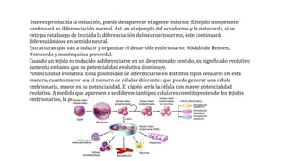 Una vez producida la inducción, puede desaparecer el agente inductor. El tejido competente
continuará su diferenciación normal. Así, en el ejemplo del ectodermo y la notocorda, si se
extirpa ésta luego de iniciada la diferenciación del neuroectodermo, éste continuará
diferenciándose en sentido neural.
Estructuras que van a inducir y organizar el desarrollo embrionario: Nódulo de Hensen,
Notocorda y mesénquima precordal.
Cuando un tejido es inducido a diferenciarse en un determinado sentido, su significado evolutivo
aumenta en tanto que su potencialidad evolutiva disminuye.
Potencialidad evolutiva: Es la posibilidad de diferenciarse en distintos tipos celulares De esta
manera, cuanto mayor sea el número de células diferentes que puede generar una célula
embrionaria, mayor es su potencialidad. El cigoto sería la célula con mayor potencialidad
evolutiva. A medida que aparecen o se diferencian tipos celulares constituyentes de los tejidos
embrionarios, la potencialidad disminuye.
 