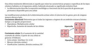 Una célula totalmente diferenciada es aquella que reúne las características propias o específicas de los tipos
celulares hallados en el organismo adulto, habiendo alcanzado su significado evolutivo final.
• La diferenciación describe la expresión morfológica o funcional real de la porción de genoma que
permanece disponible para una célula
Las modificaciones producto de la determinación actúan sobre el entorno de los genes, pero de ninguna
manera alteran el gen.
Crecimiento diferencial: Determina que ni todas las regiones u órganos de un embrión crezcan al mismo
tiempo y en iguales proporciones
• Hiperplasia: Multiplicación celular
• Hipertrofia: Aumento de tamaño de las células
Crecimiento celular: Es el aumento de la cantidad
o tamaño de células. A partir de una célula se
generan 10 billones.
• Ciclo celular: Interfase: G1, S, G2
• Meiosis (división celular)
• Clasificación: Latentes, división continua, GO
 