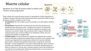 Muerte celular
Apoptosis: Es un tipo de muerte celular, se define como
“muerte celular programada”
Todas células del cuerpo humano poseen la capacidad de realizar apoptosis en
cualquier momento del desarrollo embrionario, fetal o postnatal. Todas lo hacen
de manera similar y pueden ser por 2 vías:
• Vía intrínseca: Vía cuyo origen o punto de partida es la mitocondria (síntesis
de ATP)
• Vía extrínseca: Depende de la activación de una serie de receptores de
membrana que conocemos como “receptores de muerte”. Su activación
desencadena la activación de una cascada de segundos mensajeros que
conducen a la muerte celular. Esta activación está a cargo de células del
sistema inmune que reconocen fallas en la membrana celular, sea en la
composición proteica o del glucocálix
• Vía final común: Las vías intrínsecas y extrínsecas culminan de la misma
manera activando un grupo de enzimas líticas conocidas como caspasas. Son
enzimas que degradan los componentes celulares de manera ordenada
generando su desaparición gradual hasta formar un grupo de vesículas
llamadas “cuerpos apoptóticos” que están conformadas por restos celulares
envueltos por membrana. De esta manera el contenido citosólico jamás se
libera as exterior, lo cual vita que el sistema inmune active toda la batería de
mecanismos de la inflamación, diferencia fundamental con otros procesos
 