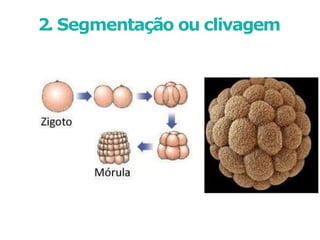 2. Segmentação ou clivagem